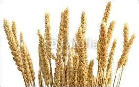  Les pis vides portent la tte ... ... ...  . Quel est le mot de la fin ?