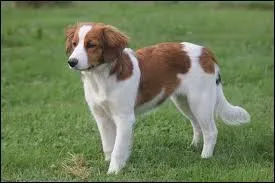  Il viendra le jour o les chiens auront besoin de leur ... ... ...  . Quel est le mot de la fin ?