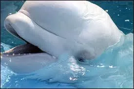 Quel est le nom de cet animal ?