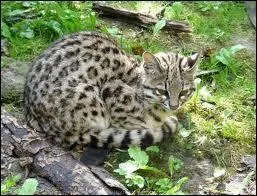 Quel est le nom de cet animal ?