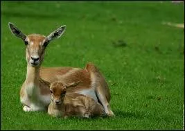 Quel est le nom de cet animal ?