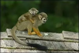 Quel est le nom de cet animal ?