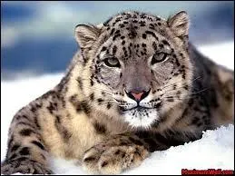 Quel est le nom de cet animal ?