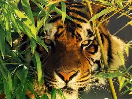 Quiz Animaux
