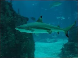 Comment s'appelle ce poisson ?