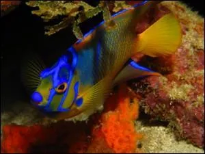 Comment s'appelle ce poisson ?