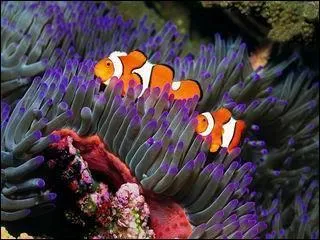 Comment s'appelle ce poisson ?