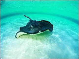 Comment s'appelle ce poisson ?