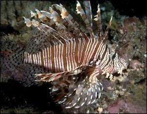 Comment s'appelle ce poisson ?