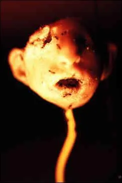 Que reprsente cette photographie?