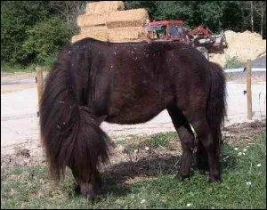 Quelle est ce type de ce poney ?