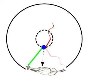 Quand on est  cheval, comment s'appelle c'est figure ?