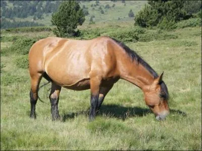 Quel est le pays d'origine du Pottok ?