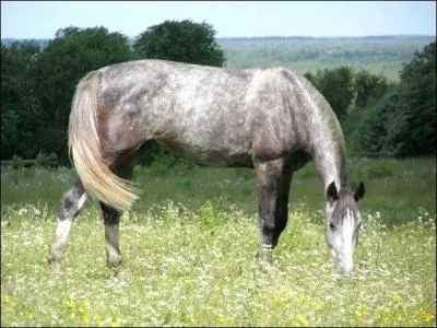 Quel est le pays d'origine du trotteur d'Orlov ?