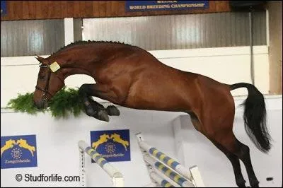 Quel est le pays d'origine du KWPN ?