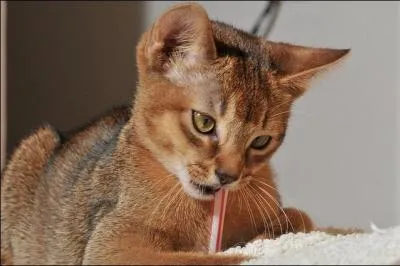 Que fait-il en premier ?