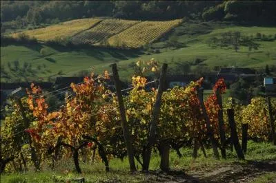 Ce rcit autobiographique de Daniel Rondeau, dont le grand-pre tait vigneron, se situe sur les cteaux de Champagne, et porte le titre du nom donn par sa famille  ce cteau. Il s'agit de :