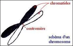 Combien de chromosomes renferme normalement chaque noyau de nos cellules somatiques ?