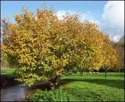 Le coudrier apprci pour ses fruits, parfois appels  avelines , est prsent dans bon nombre de nos proprits. Il s'agit d'un ...