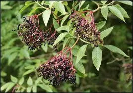 (Cf. photo). Le bois de cet arbrisseau aux fleurs blanches et aux fruits noirs utiliss entre autres pour les confitures est particulier car :