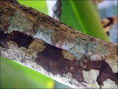 Qui se camoufle ici ?