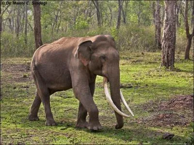 Il est facile  identifier, c'est l'lphant d'Afrique !