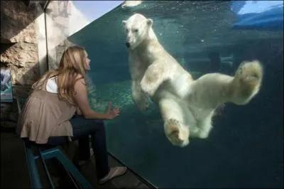 Un grizzly sait trs bien nager, comme le fait celui de la photo !