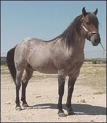 De quelle robe est ce cheval ?