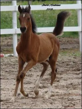 Quelle est la robe de ce cheval ?