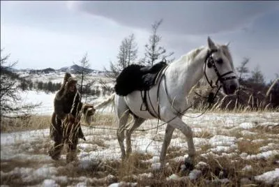 Qui est ce cheval ? (Cheval de film et cheval de raids)