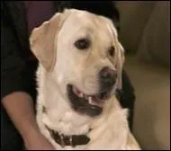 Ce beau labrador est le chien des Burke. Quel est son nom ?