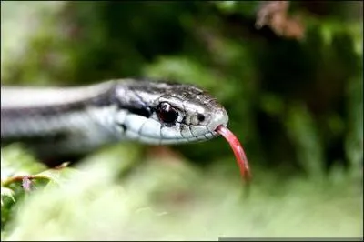 Nous n'allons plus frquenter notre voisine, c'est une vraie langue de ... .