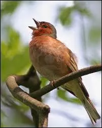 Sophie est sous la douche, en train de chanter. Elle est gaie comme ... .