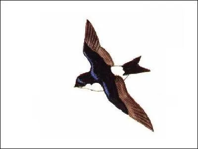 Selon le proverbe :   ... ne fait pas le printemps .