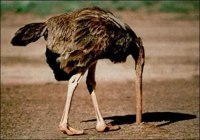 Cesse de faire la politique ... et regarde la ralit en face !