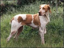 D'aprs la photo, quelle est la race de ce chien ?