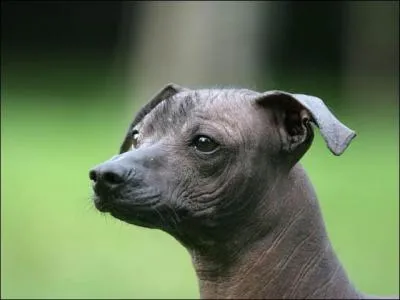 D'aprs la photo, quelle est la race de ce chien ?