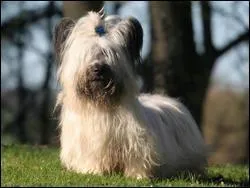 D'aprs la photo, quelle est la race de ce chien ?