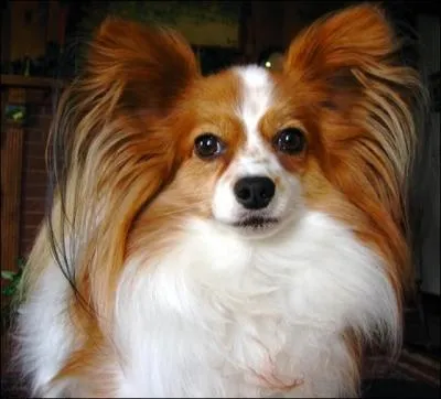 D'aprs la photo, quelle est la race de ce chien ?