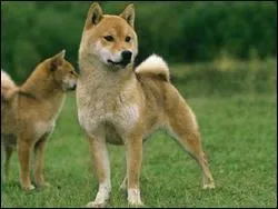 D'aprs la photo, quelle est la race de ce chien ?