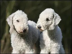 D'aprs la photo, quelle est la race de ce chien ?