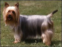 D'aprs la photo, quelle est la race de ce chien ?