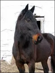 Quelle est la robe de ce cheval ?
