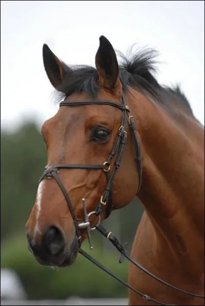 Quel est le nom de la robe d'Hlios de la Cour ?