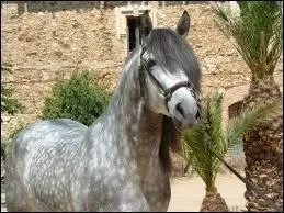 Et la robe de ce cheval ?