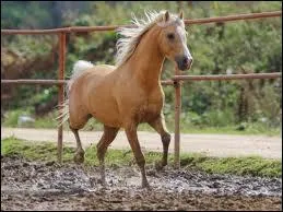 Comment s'appelle celle de ce trs beau cheval ?
