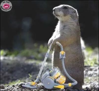 Il ne vous sera pas ncessaire de passer l'aspirateur pour trouver le nom de cette srie franaise !