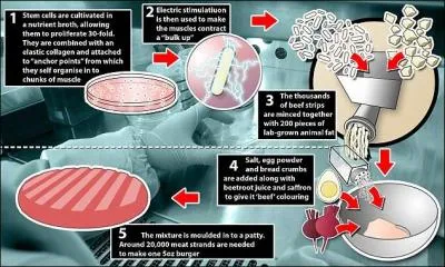 Selon la FAO (la food organization des Nations Unies) quel est le probl�me principal dans le monde ?