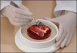 Revenons � notre Frankenburger pour terminer; ceux qui agrandissent les photos trouveront la solution � la question dans une des photos. Pour le go�t on rajoute de la chapelure, du sel, de la poudre d'oeuf et :