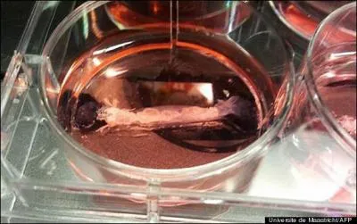 En sachant que pour cr�er le Frankenburger de 142 grammes il faut stimuler ses cellules �lectriquement, et vu les co�ts de la recherche etc...combien co�te le Frankenburger qui est arriv� dans l'assiette des juges ?